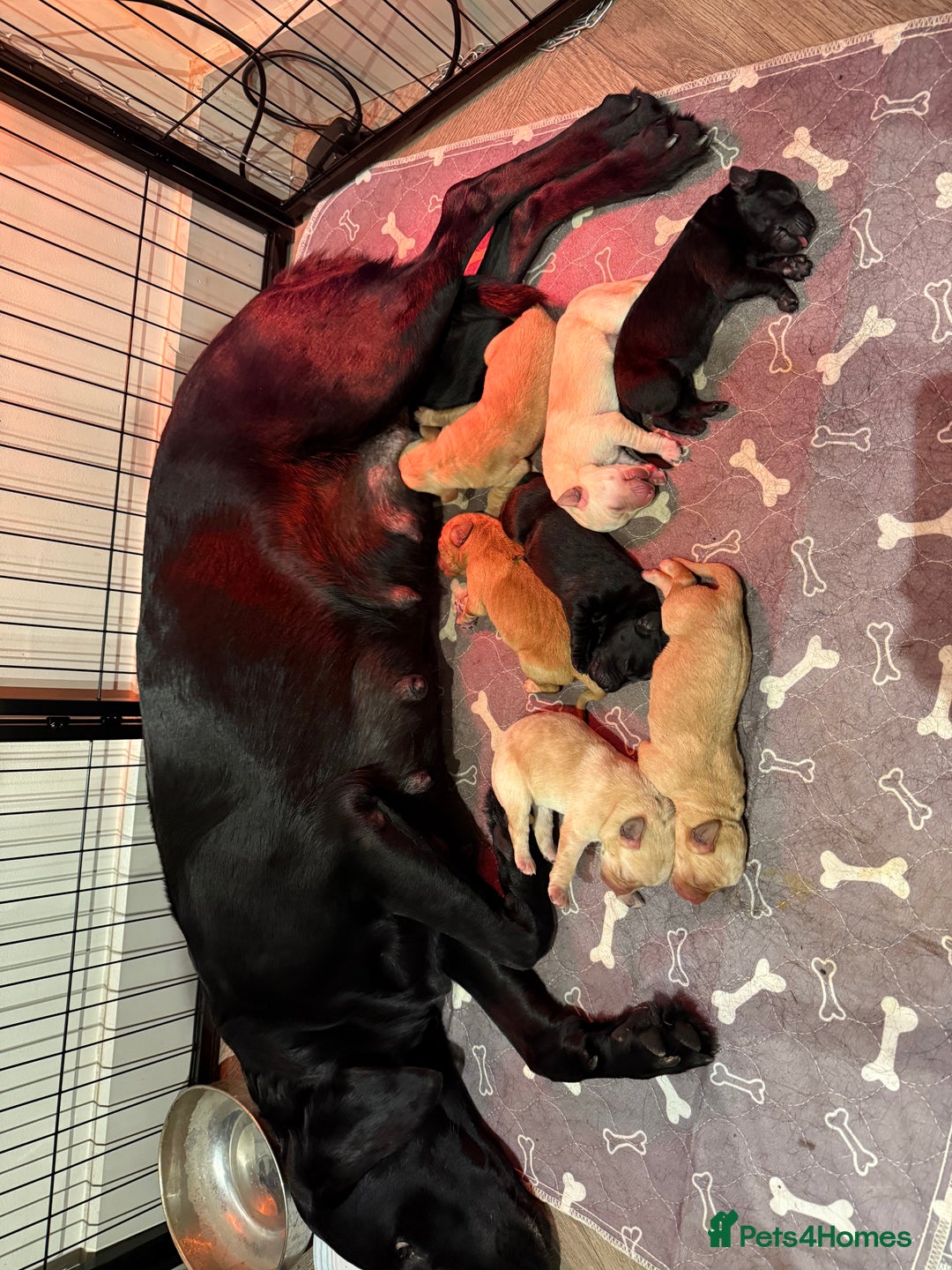 Labrador Retriever dogs for sale: 3 beautiful girls left  - Advert 9