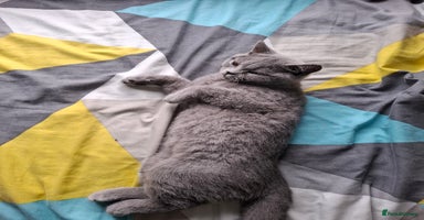 British Shorthair cats - Advert 11