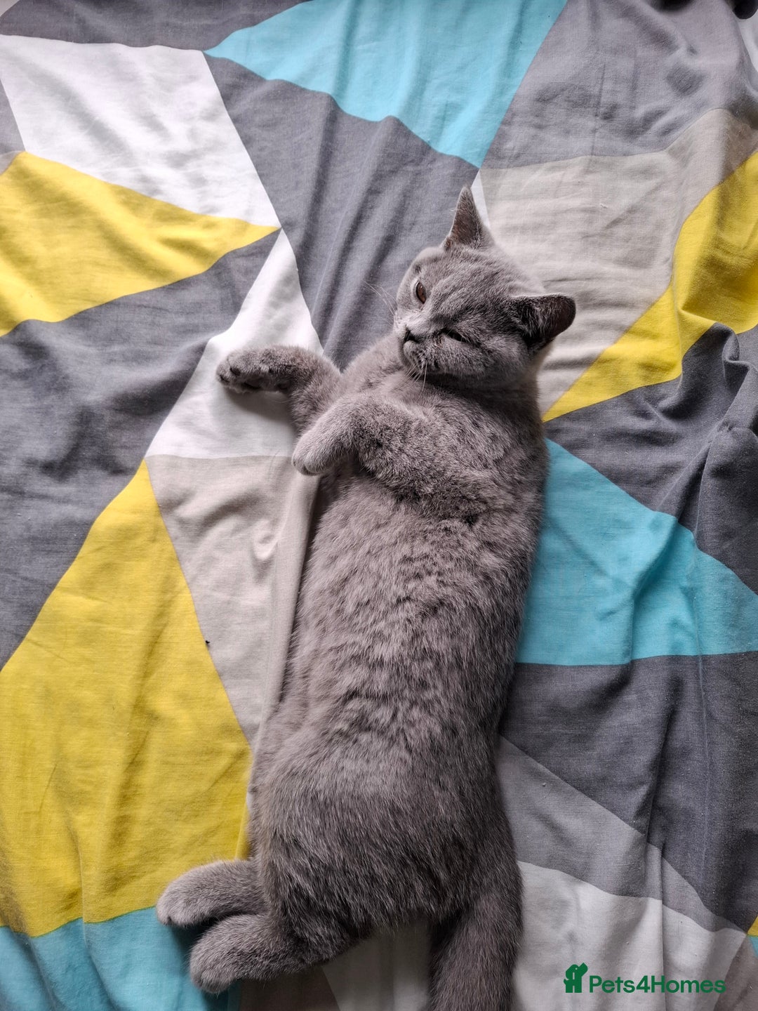 British Shorthair cats for sale: 2 Blue british shorthair for sale - Image 3