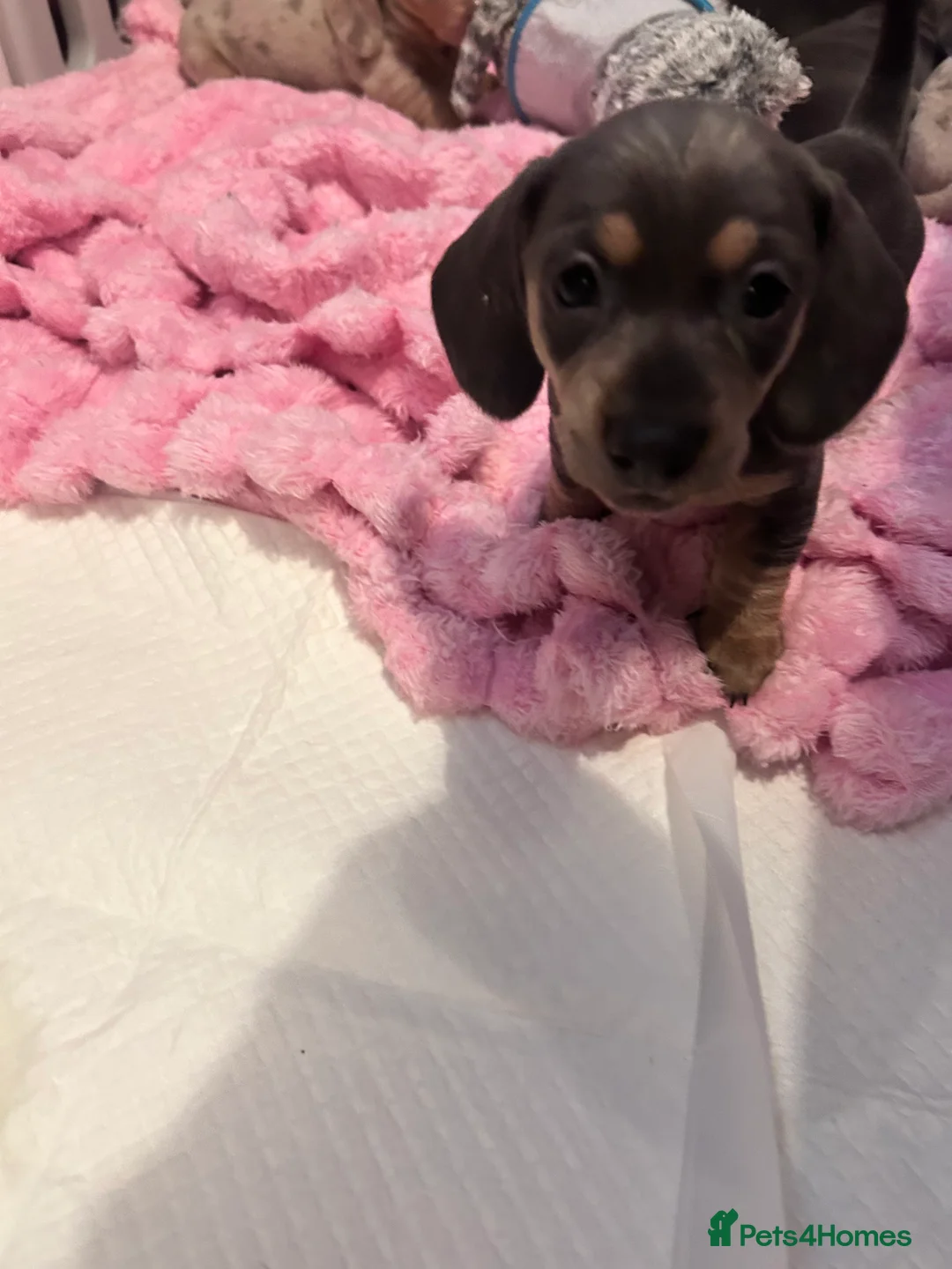 Miniature Dachshund dogs for sale: 💙💜KC REG LAST GIRL Mini dachshunds 💙💜 - Advert 2