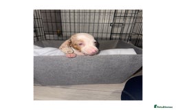 Dachshund dogs for sale: Dachshund puppies  - Image 4