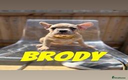 French Bulldog dogs for sale: French bulldog males left - Image 4