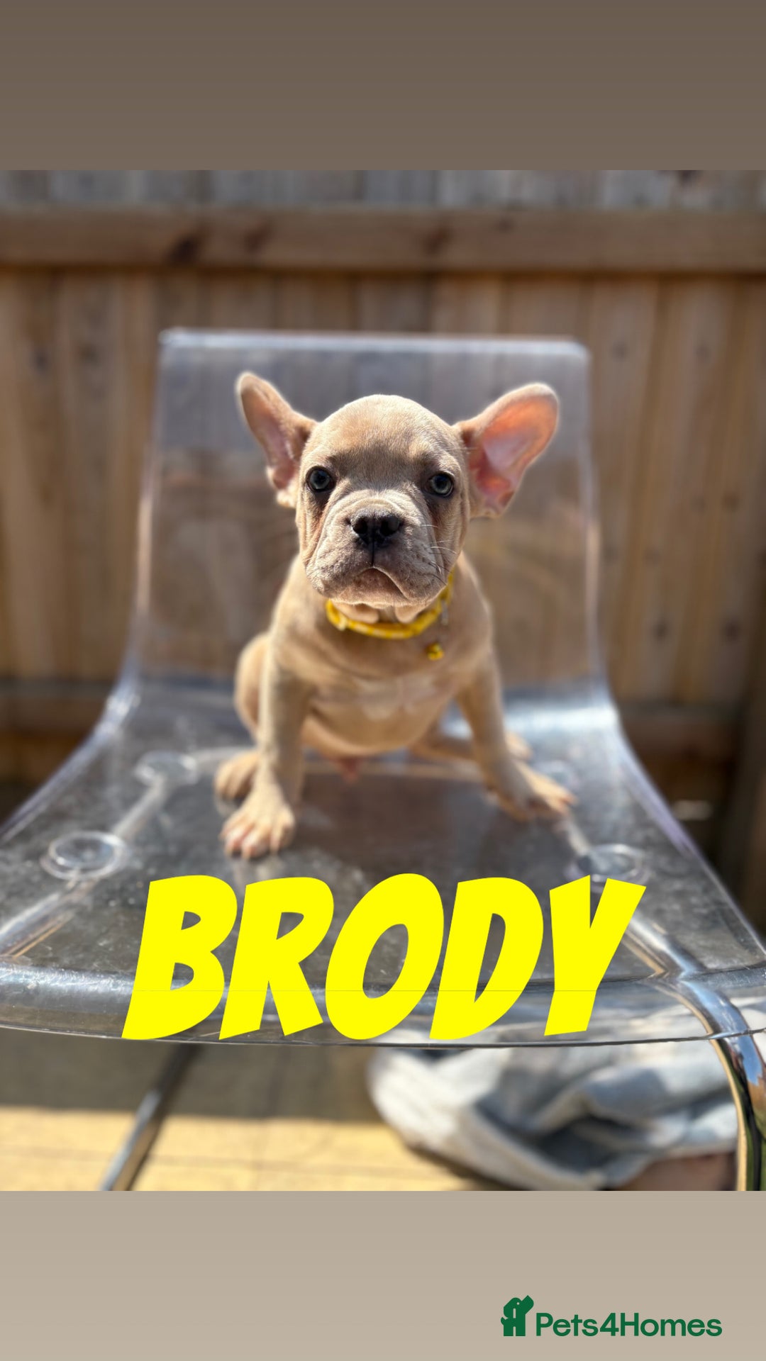 French Bulldog dogs for sale: French bulldog males left - Image 4