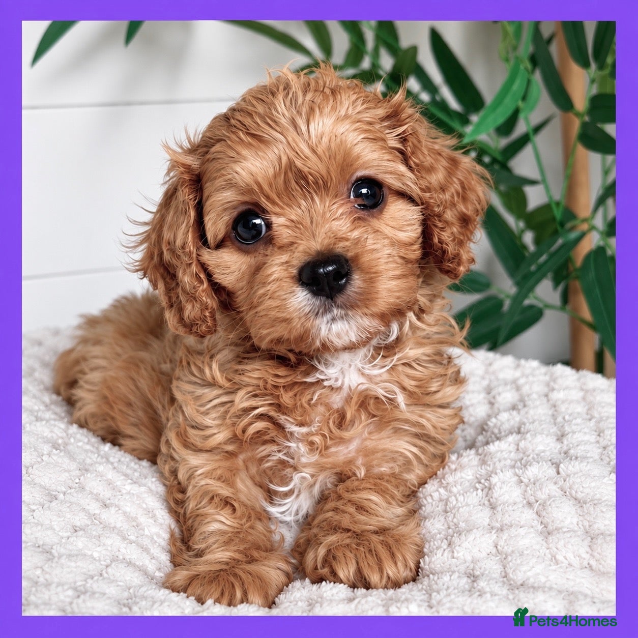 Cavapoo dogs Gorgeous cavapoo puppies from DNA tested parents - Advert 1