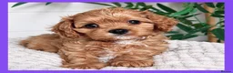 Cavapoo dogs for sale: Gorgeous cavapoo puppies from DNA tested parents - Advert 1