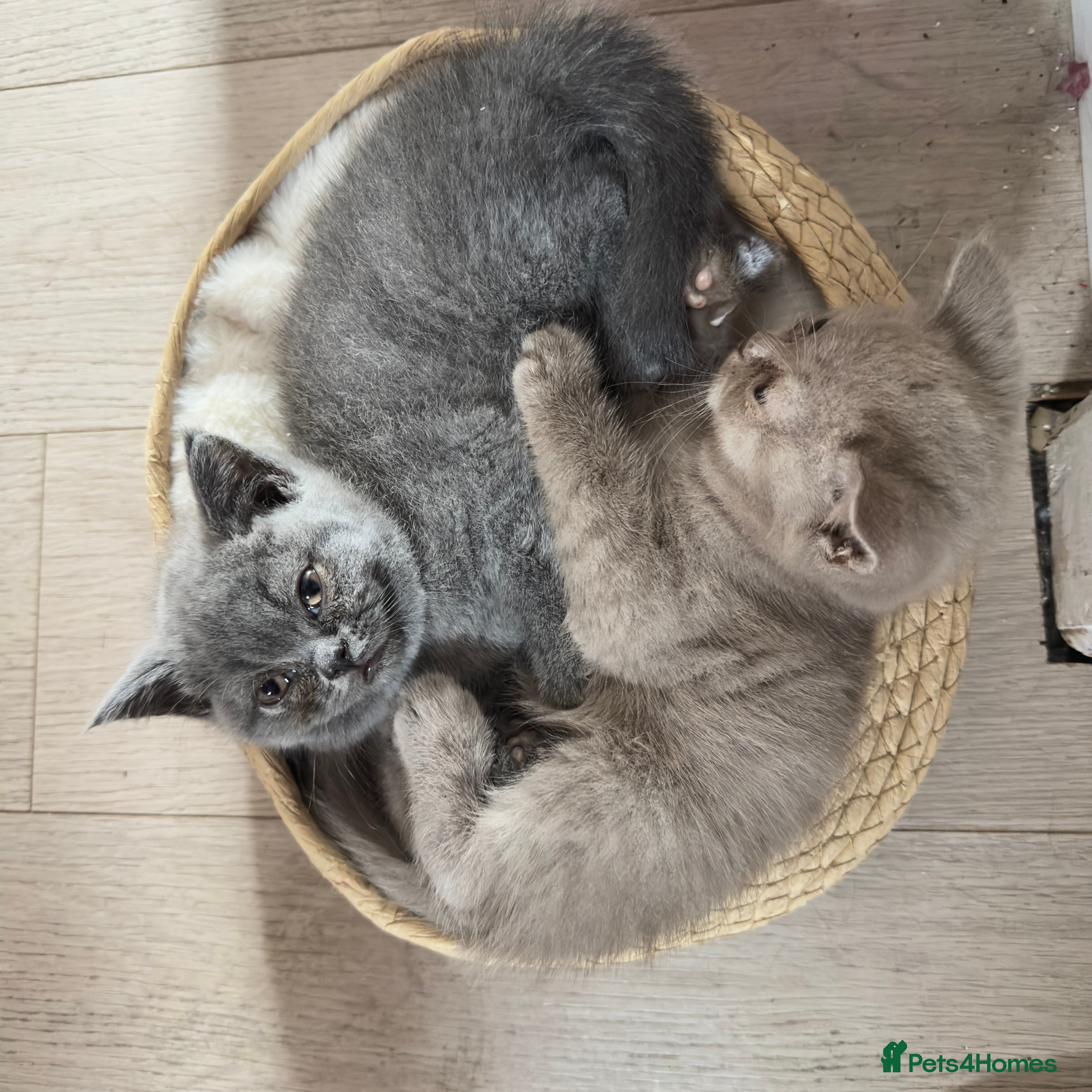 British Shorthair cats British shorthair kittens❤️❤️❤️❤️ - Advert 2