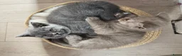 British Shorthair cats for sale: British shorthair kittens❤️❤️❤️❤️ in Bury - Advert 3
