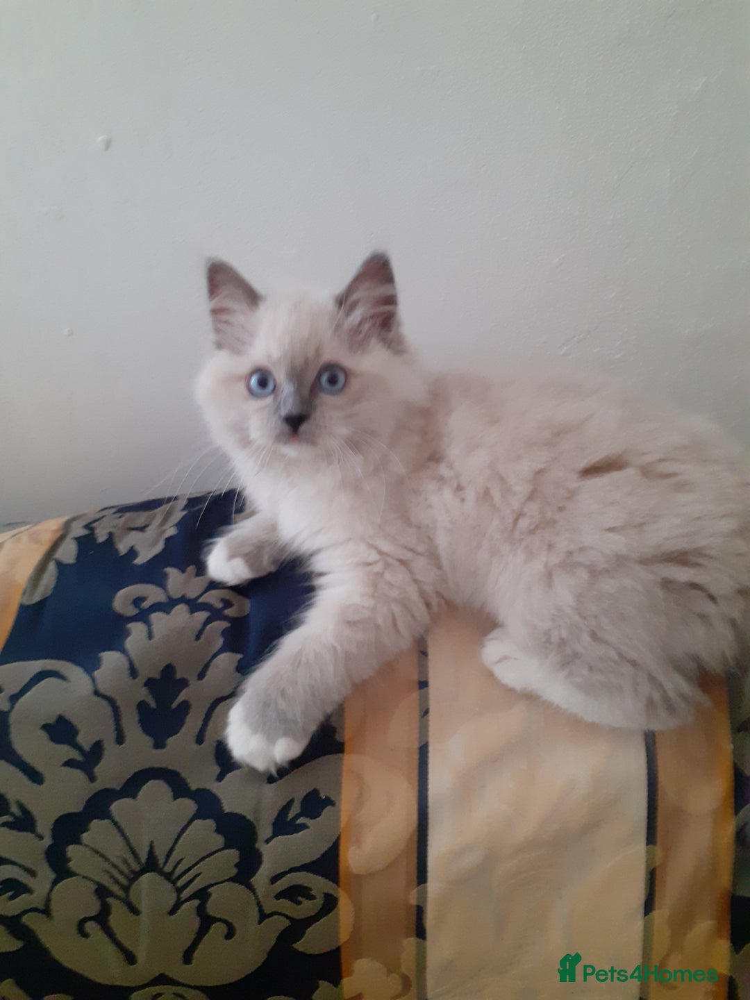 Ragdoll cats for sale: Original purebred Ragdoll kittens.Girl and boy. - Image 3