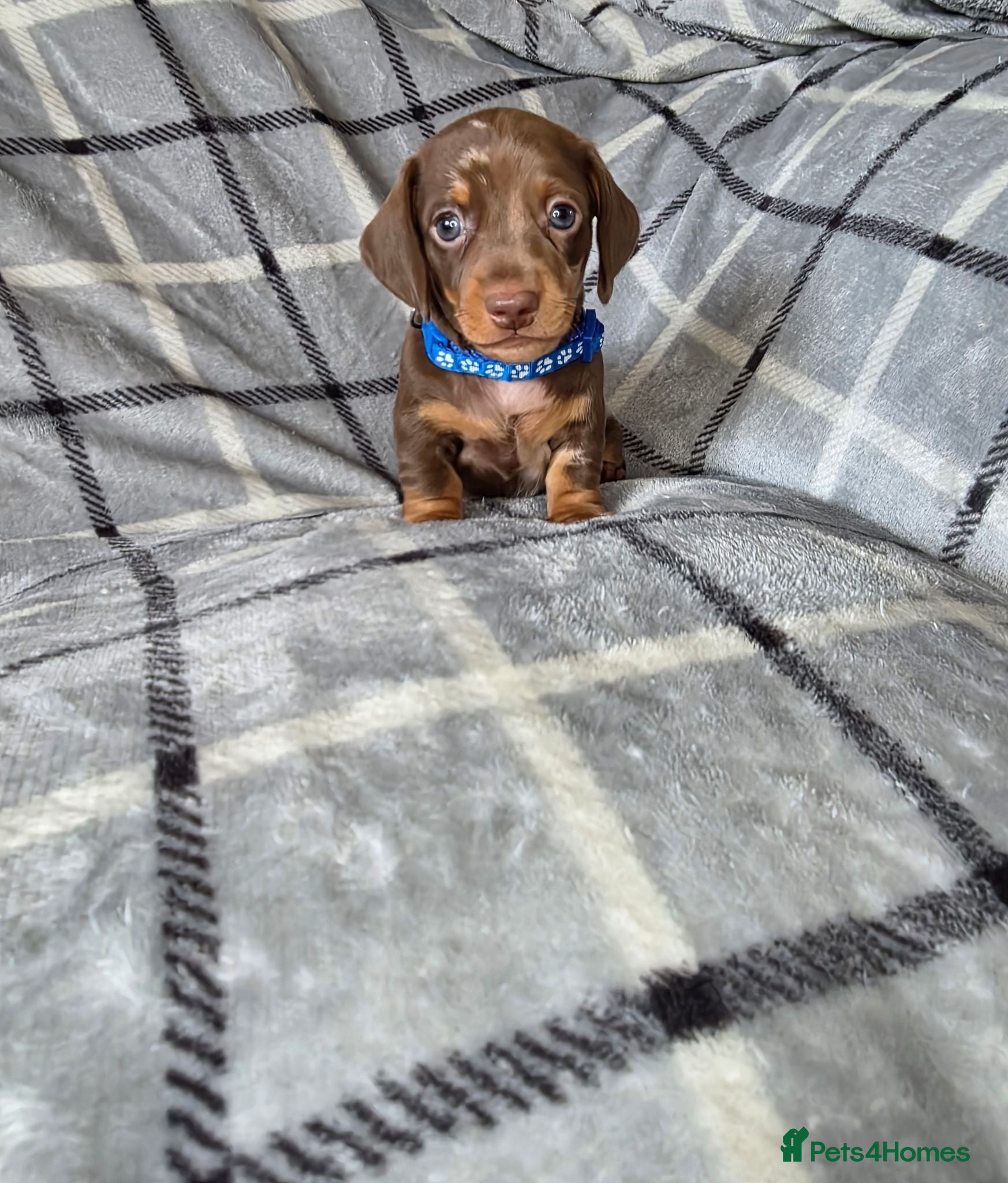 Miniature Dachshund dogs 🐾LAST BOY KC Reg Miniature Dachshund Puppie🐾 - Advert 3