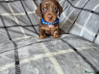 Miniature Dachshund dogs 🐾LAST BOY KC Reg Miniature Dachshund Puppie🐾 - Advert 3