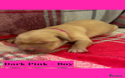 Goldador dogs for sale: Goldador puppies - Image 18