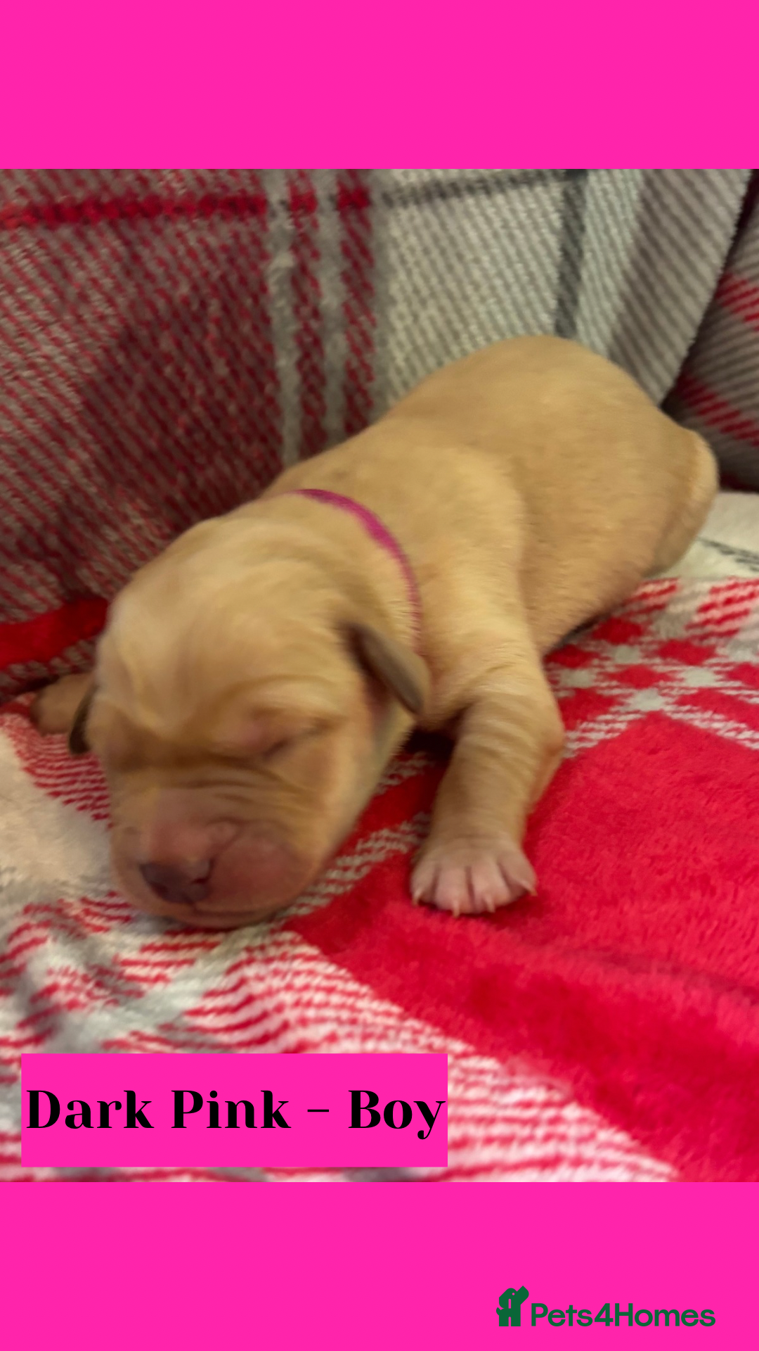Goldador dogs for sale: Goldador puppies - Image 18