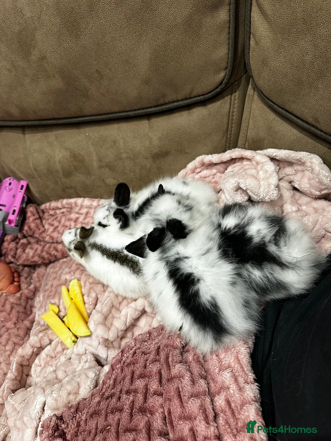 Mini Lion Lop rabbits for sale: Baby rabbits ready to leave for  **  ❤️ - Advert 4