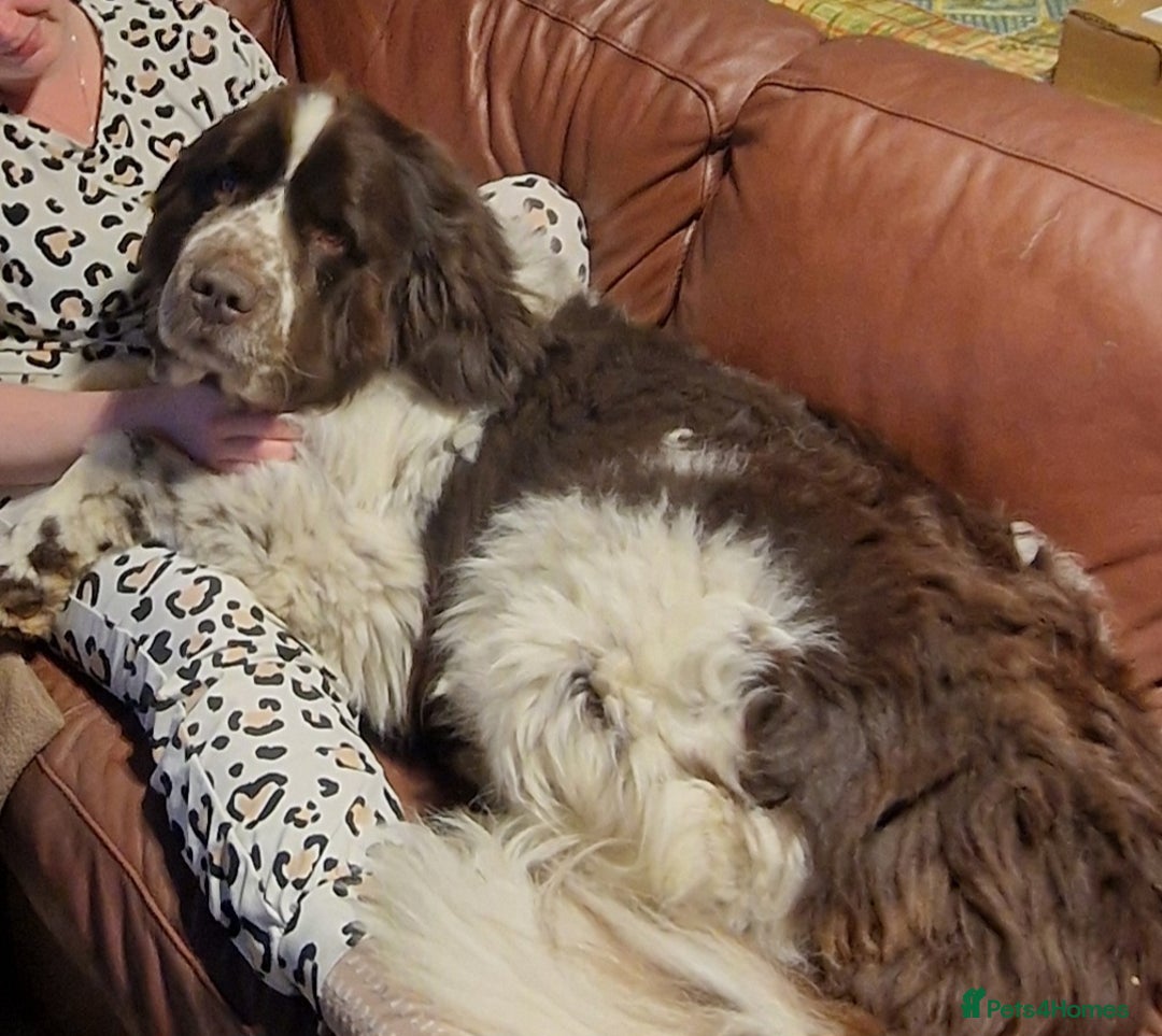 Mixed Breed dogs for sale: Bernewfie pups - Image 10