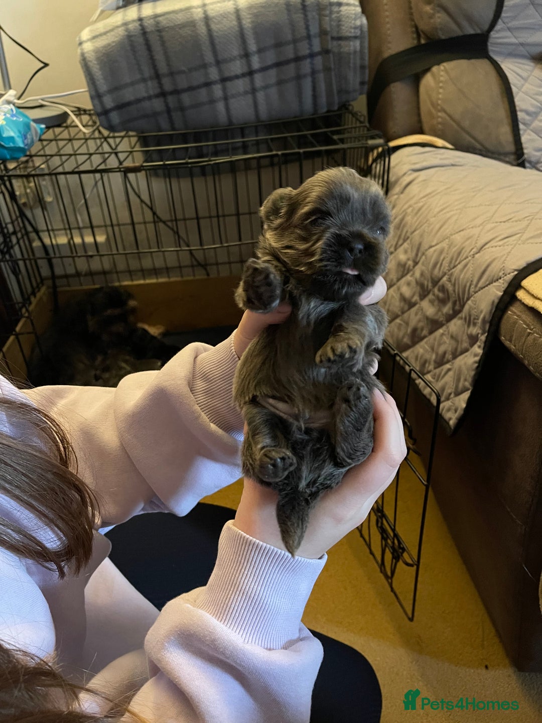 Shih Tzu dogs for sale: imperial karishishi shih tzu - Advert 12