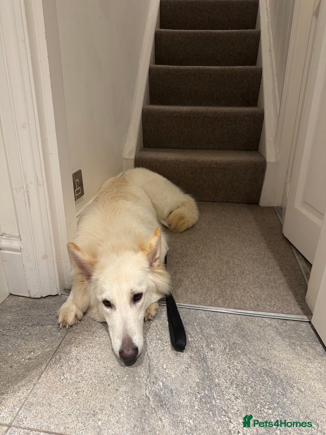 German Shepherd dogs for sale: Huge Potential Shepherd for the Right Home - Advert 8