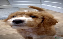 Mixed Breed dogs for sale: Health Tested miniature Goldendoodles  - Image 1