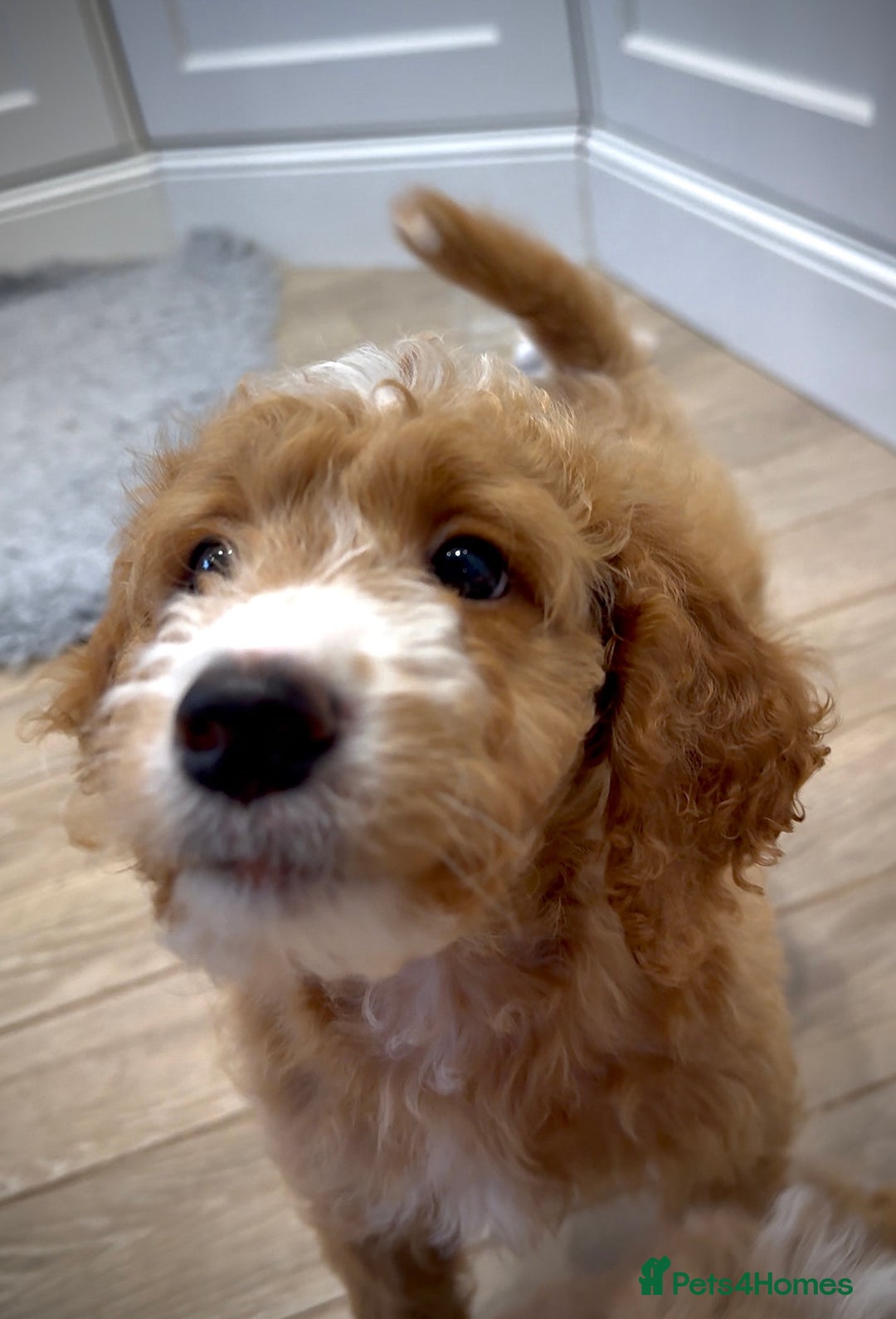 Mixed Breed dogs for sale: Health Tested miniature Goldendoodles  - Image 1