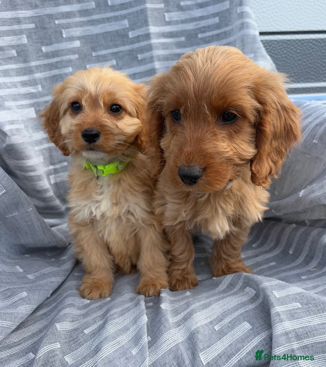 Cockapoo dogs Cockerpoo  - Advert 1