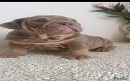 English Bulldog dogs for sale: Top quality English bulldog puppies  - Image 3