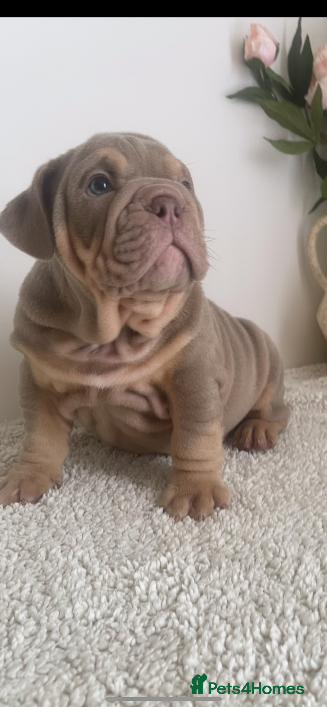 English Bulldog dogs for sale: Top quality English bulldog puppies  - Image 3