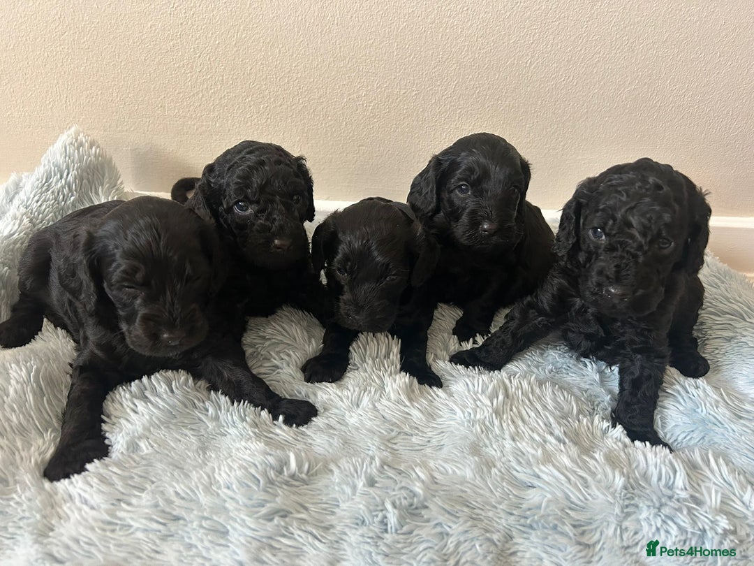 Cockapoo dogs for sale: 🖤BEAUTIFUL COCKAPOO FOR SALE🖤 - Advert 15