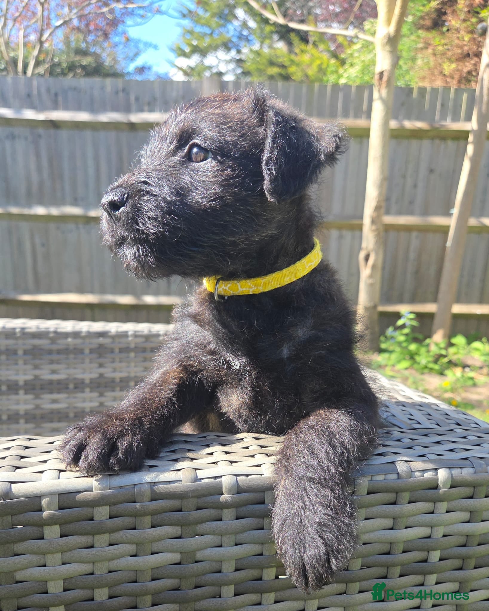 Mixed Breed dogs KC Blue staff X KC Irish terrier puppies  - Advert 1