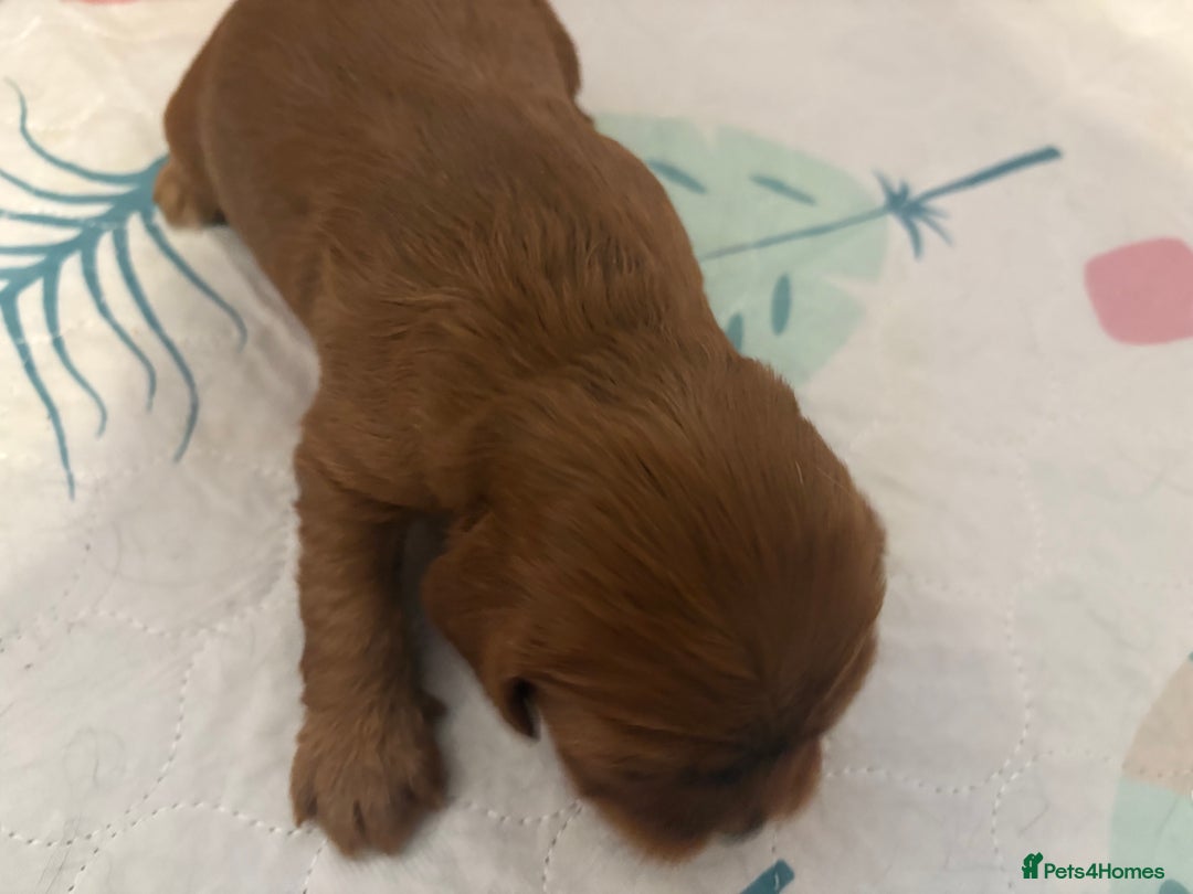 Cavalier King Charles Spaniel dogs for sale: Beautiful King Charles Puppies in Kelso - Image 5