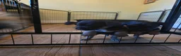 Border Terrier dogs for sale: Border terrier puppies  - Advert 8