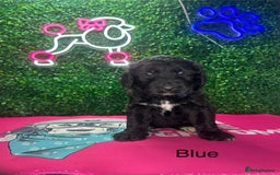 Mixed Breed dogs for sale: F1 Saint Berdoodles - Image 17