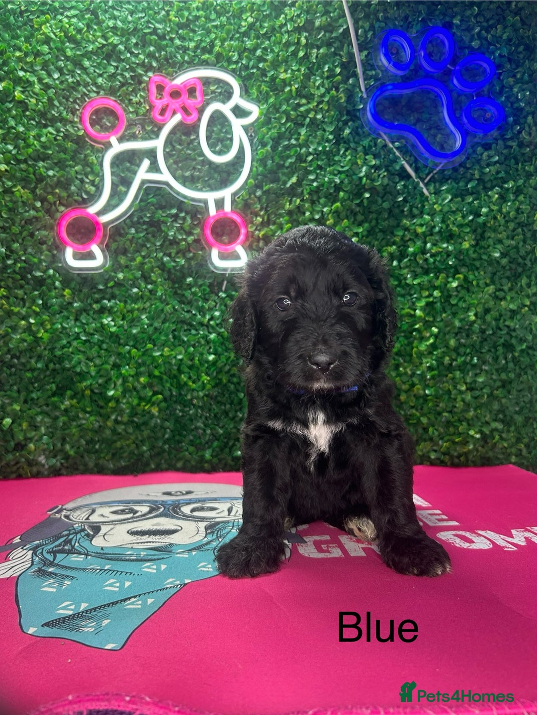 Mixed Breed dogs for sale: F1 Saint Berdoodles - Image 17