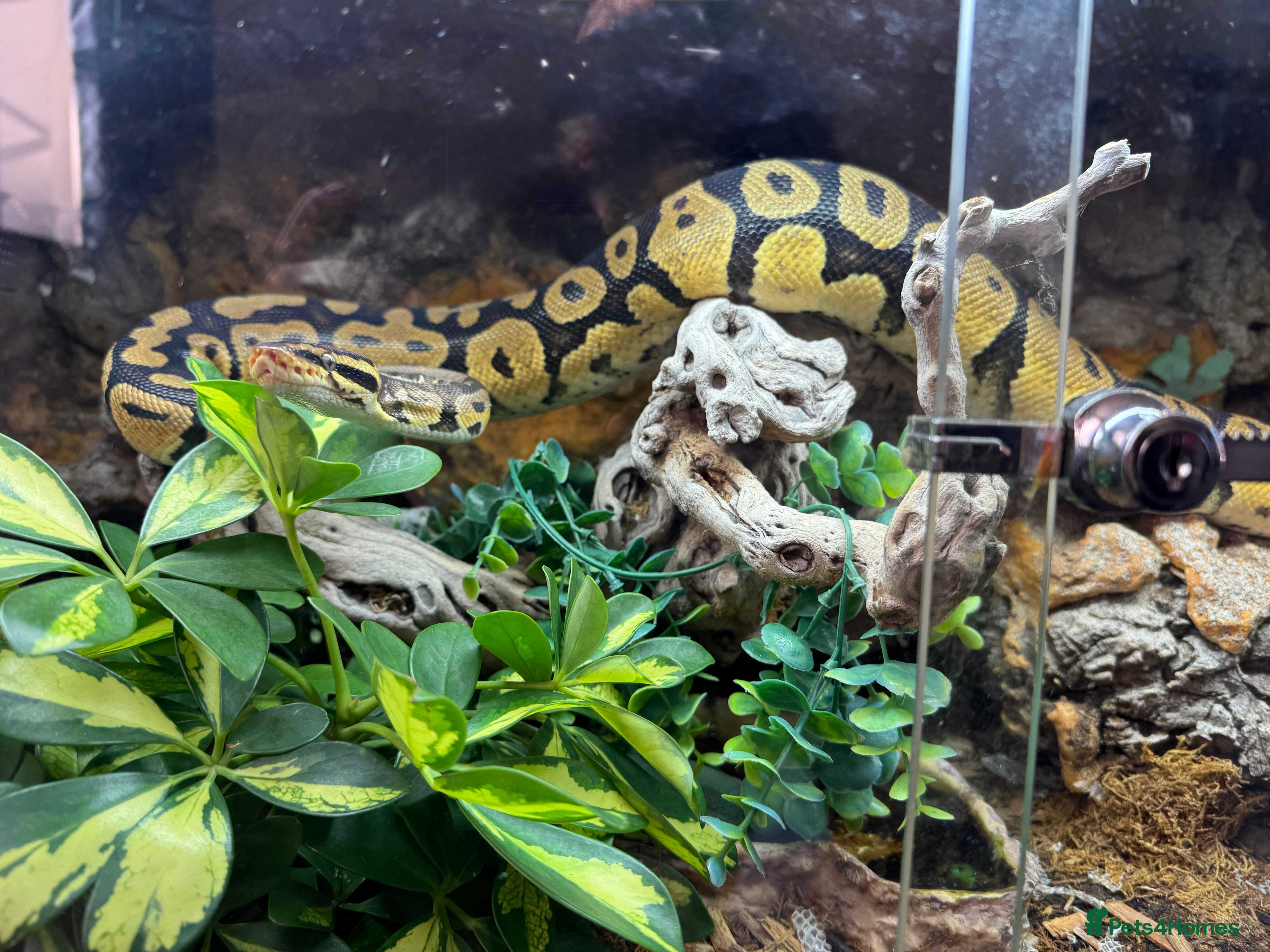 Python Snake reptiles Female Ball Python for sale  - Advert 8