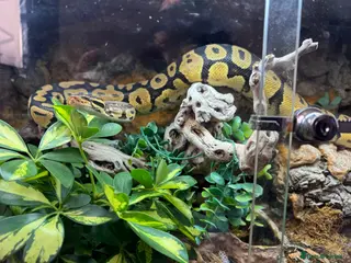 Python Snake reptiles Female Ball Python for sale - Advert 8