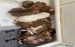 Boxer dogs for sale: Stunning beautiful Boxers - Advert 2