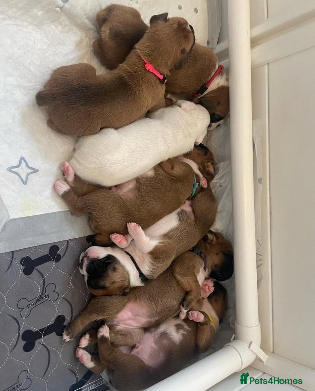 Boxer dogs for sale: Stunning beautiful Boxers - Advert 2