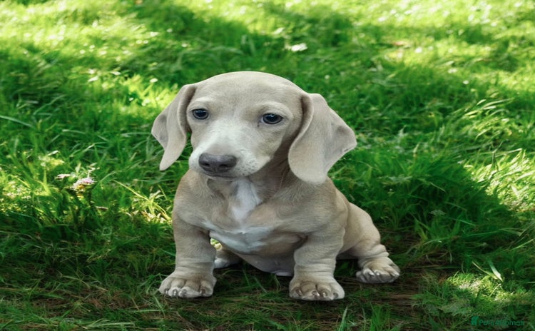 Miniature Pinscher dogs - Advert 1