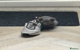 Domestic Shorthair cats for sale: Grey kitten for sale  - Image 1