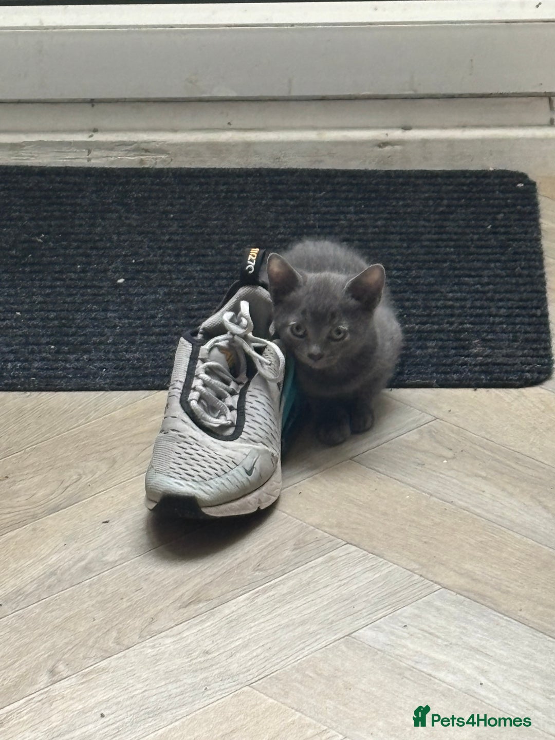 Domestic Shorthair cats for sale: Grey kitten for sale  - Image 1
