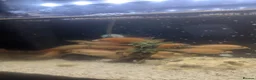 Cichlids fish for sale: African Cichlids Young for sale  in Liverpool - Advert 2