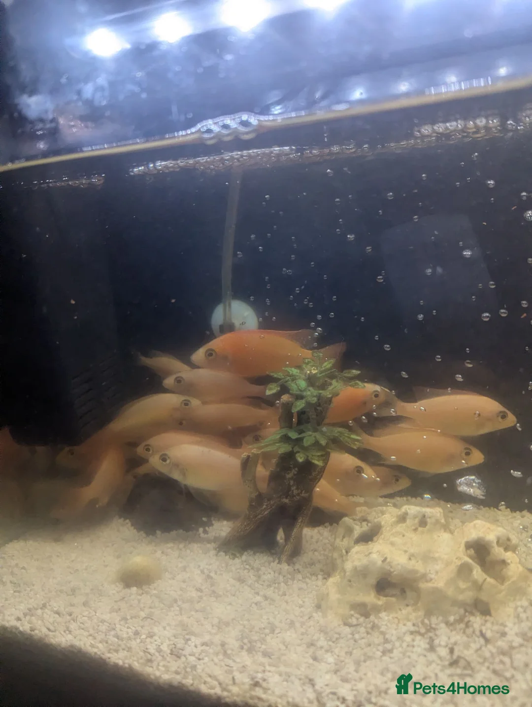 Cichlids fish for sale: African Cichlids Young for sale  in Liverpool - Advert 2