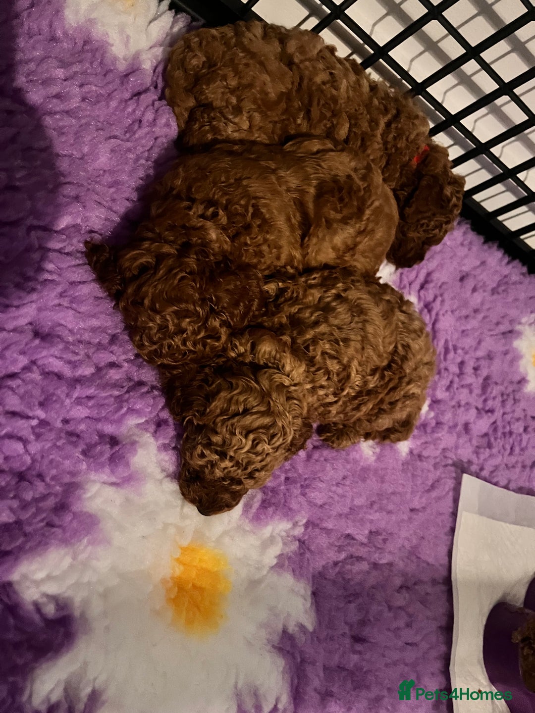 Toy Poodle dogs for sale: Perfect red toy poodle girl needs forever family - Image 4