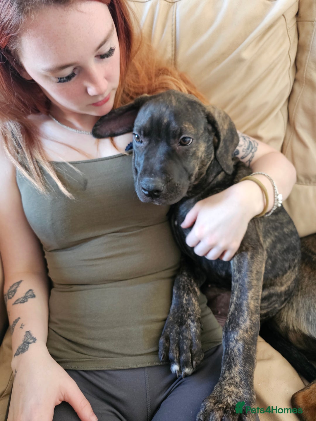 Cane Corso dogs for sale: Cane corso  - Image 5