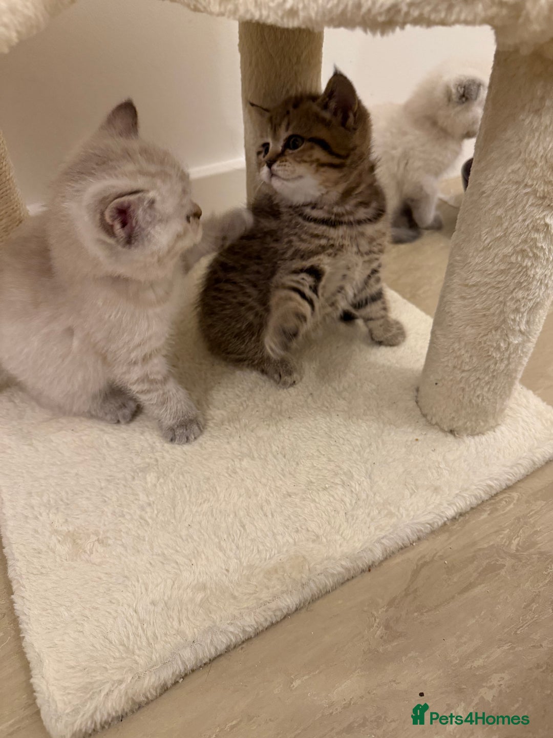 Scottish Fold cats for sale: Scottish Fold Kittens  - Advert 13