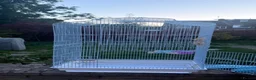 Budgerigars birds for sale: 2 male bonded budgies - Advert 2