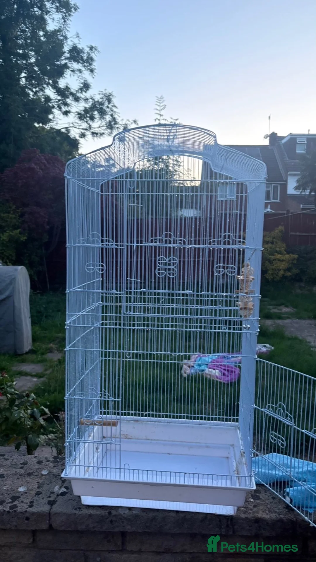 Budgerigars birds for sale: 2 male bonded budgies - Advert 2
