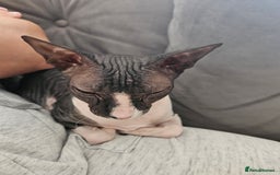 Sphynx cats for sale: Female Don sphynx cat for sale  - Image 6