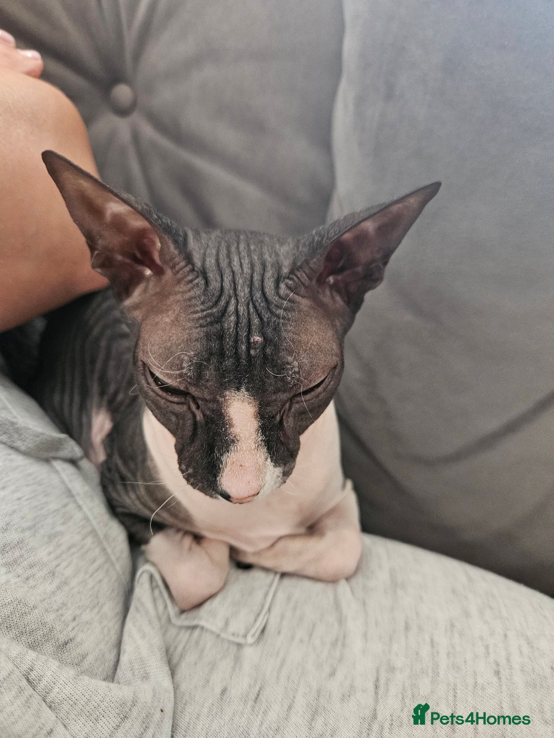 Sphynx cats for sale: Female Don sphynx cat for sale  - Image 6