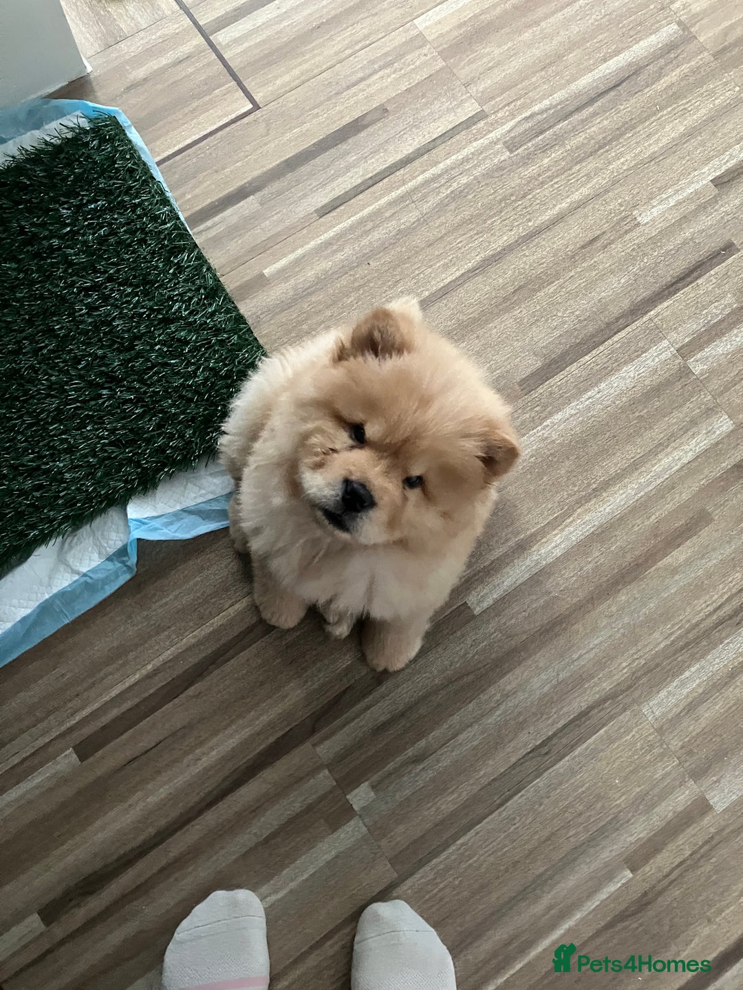 Chow Chow dogs for sale: Chow chow puppy - Image 3