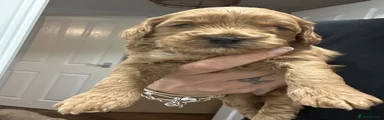Cockapoo 1