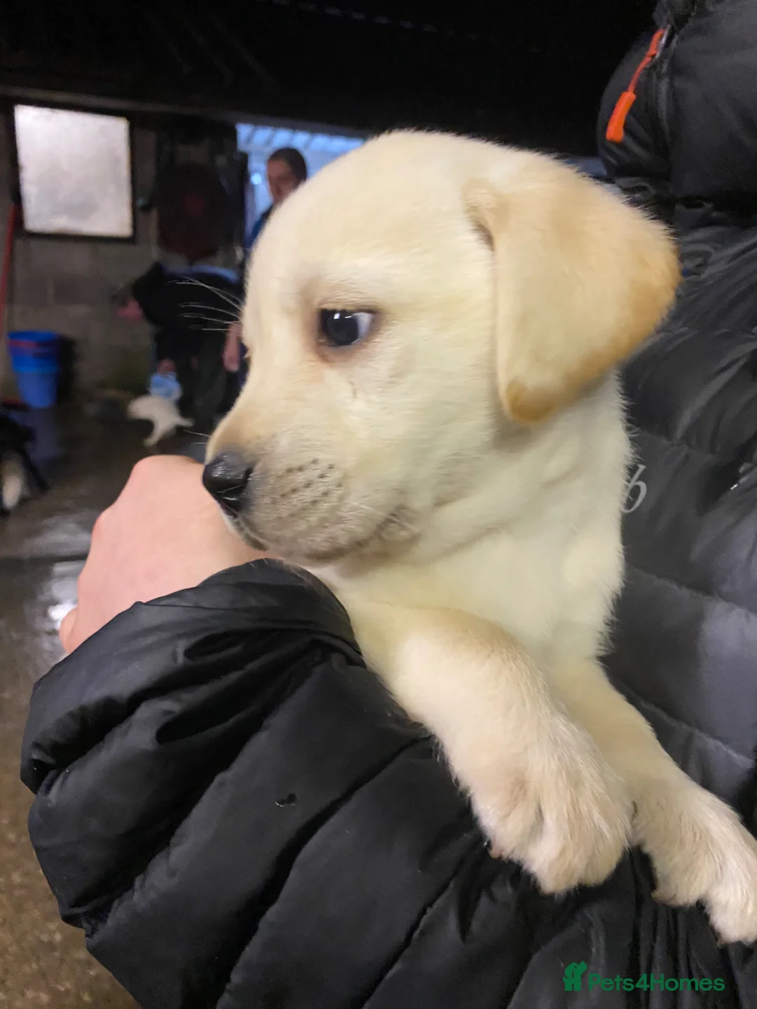 Labrador Retriever dogs for sale: Adorable, chunky White ! & black Labrador puppies  - Advert 12